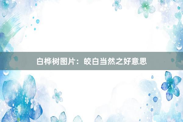 白桦树图片：皎白当然之好意思